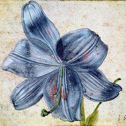 Studie einer Lilie - Albrecht Dürer