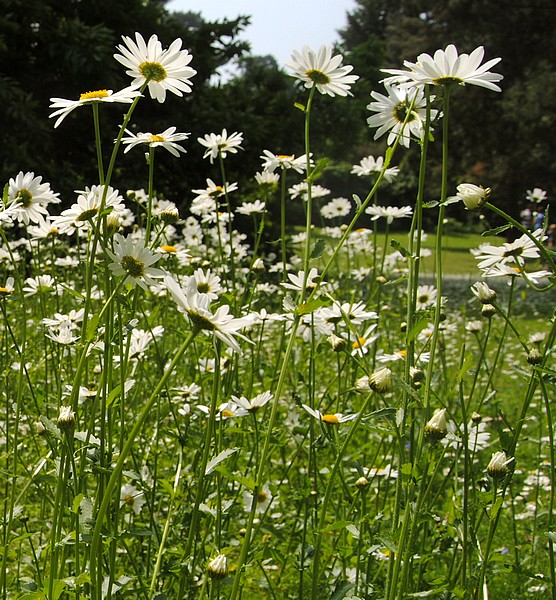 Kew Gardens