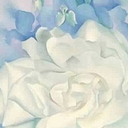 Rosa blanca amb esperó de cavaller no. 2 - G. O'Keefe