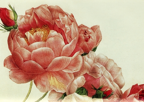 Rosa damascena Celsiana - Pierre Joseph Redouté
