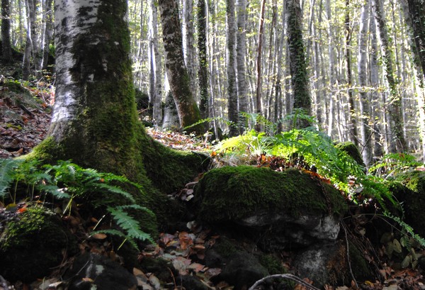 Fageda d'en Jordà