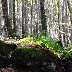 Fageda d'en Jordà