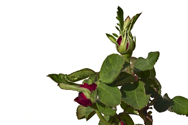 Rose de Rêscht
