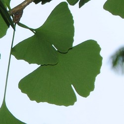 ginkgo biloba