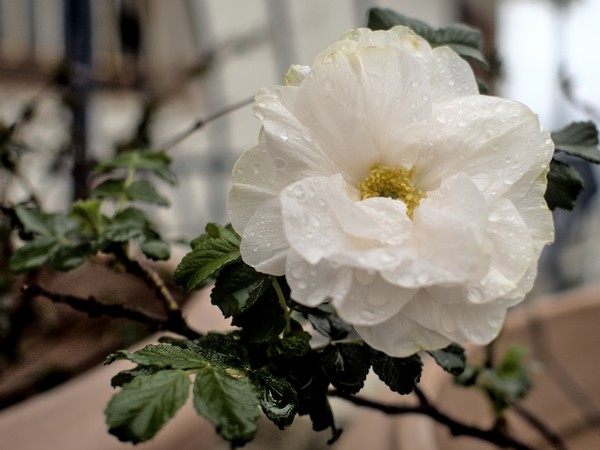 Blanc Double de Coubert rose