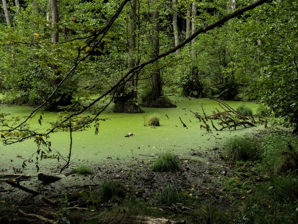 marsch alder Jasmund (Rügen)