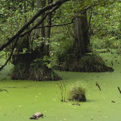 marsch alder Jasmund (Rügen)