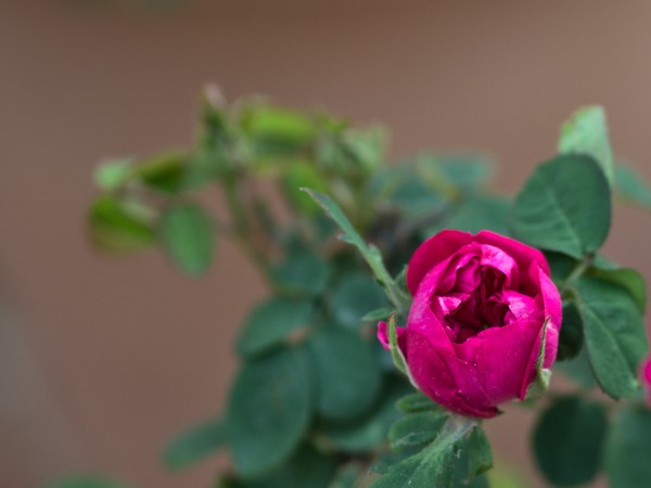 rosa