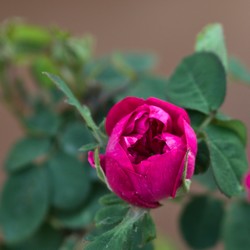 rosa